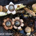 Geastrum possibly Geastrum schweinitzii #12