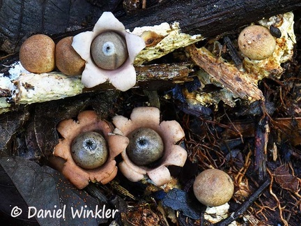 Geastrum possibly Geastrum schweinitzii #12
