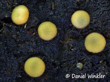 Scutinella sp #20