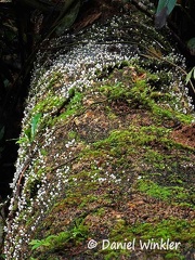 Coprinellus disseminatus on huge log
