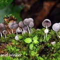 Coprinellus disseminatus mature 