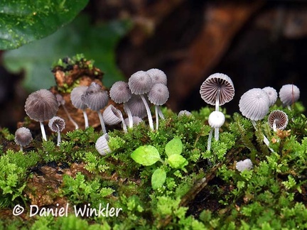 Coprinellus disseminatus mature 