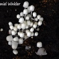 Coprinellus disseminatus #19