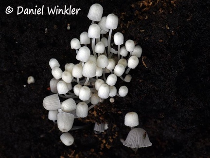 Coprinellus disseminatus #19