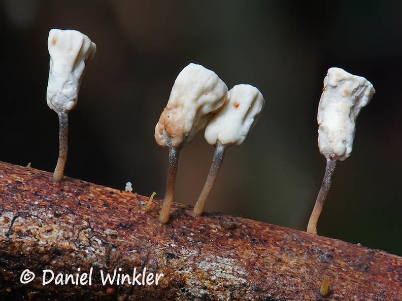 Gymnopus montagnei HA ed hyb DW Ms.jpg