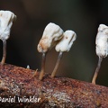 Gymnopus montagnei aka Carpiera montagnei