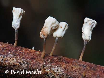 Gymnopus montagnei aka Carpiera montagnei