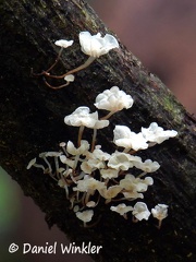 Marasmiellus tiny #7