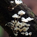 Marasmiellus tiny #7