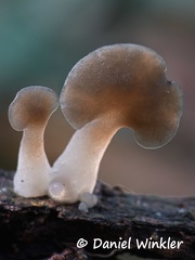 Pseudohydnum sp. cap #188