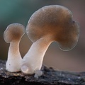 Pseudohydnum sp. cap #188