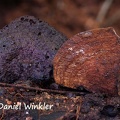 Phellinus transect #23