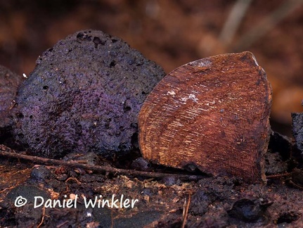 Phellinus transect #23