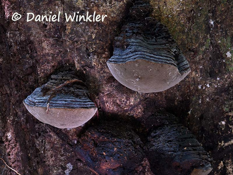 Phellinus #23 DW Ms.jpg