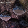 Phellinus sp. #23