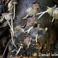 Coprinopsis cinera? #16 
