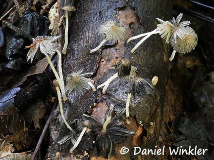 Coprinopsis cinera? #16 