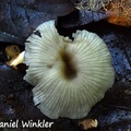 Clitocybe sp. #9