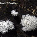 Ceratiomyxa fruticulosa #8 slime mold