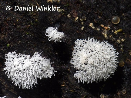 Ceratiomyxa fruticulosa #8 slime mold