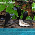 Xylaria sp. #1