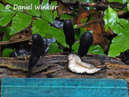 Xylaria sp. #1