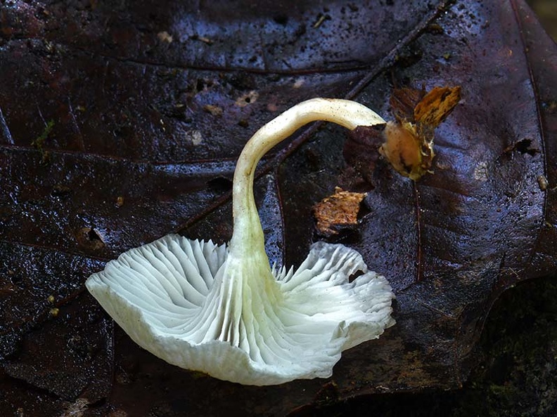 Clitocybe #9 gills DW Ms.jpg