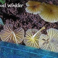 Gerronema sp. #95 