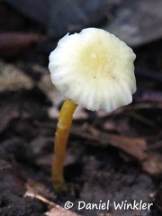 Hygrocybe sp. whitish #183 cap