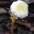 Hygrocybe sp. whitish #183 cap