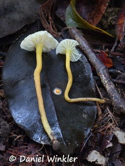 Hygrocybe sp. whitish #183 gills