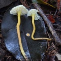 Hygrocybe sp. whitish #183 gills