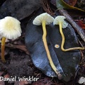 Hygrocybe whitish #183
