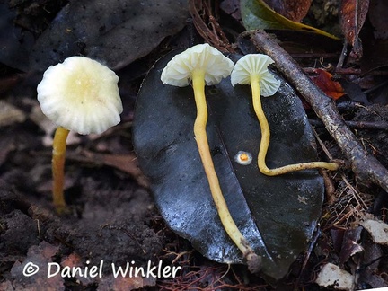 Hygrocybe whitish #183