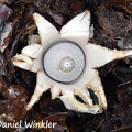 Geastrum sp. #93