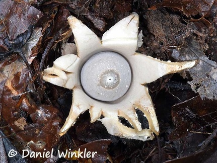 Geastrum sp. #93