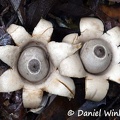 Geastrum sp. #91