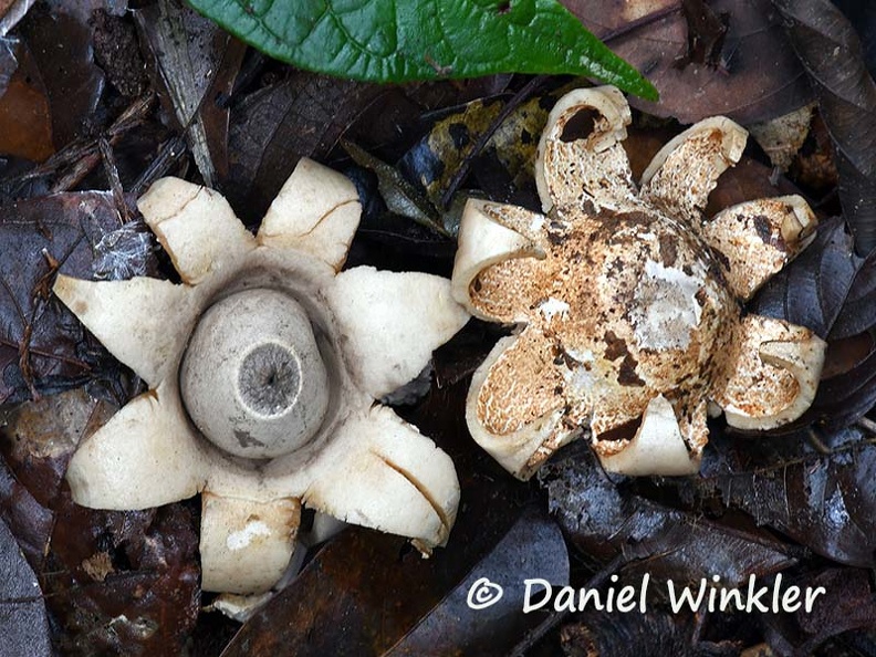 Geastrum #91 Disp DW Ms.jpg