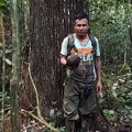 Brazil nut fruit, tree and Upirasi 