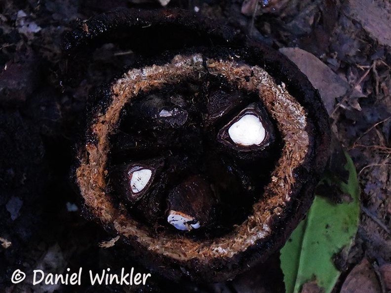Brazil nut Bertholletia excelsa Lecythidaceae half DW Ms.jpg