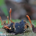 Cordyceps takaomontana seen in Rio Claro