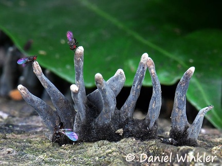 immature Xylaria with flies