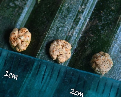 Moelleriella with scale