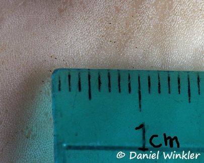 The hymenium of the tiny pored polypore with scale