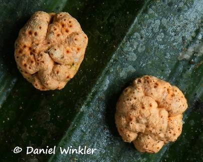 Probably a Moelleriella sp. a Cordyceps parasitizing aphids and feeding on the plant as well.