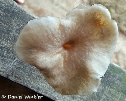 A polypore with tiny pores, smooth cap and hollow upper stem