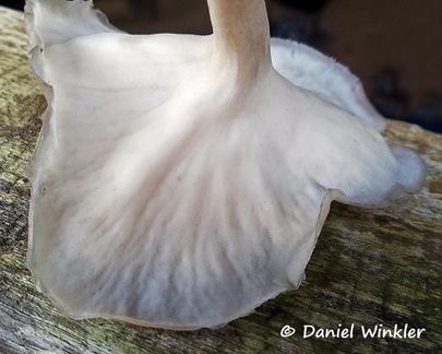 A polypore with tiny pores