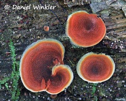 Crusty fungus red and white hair