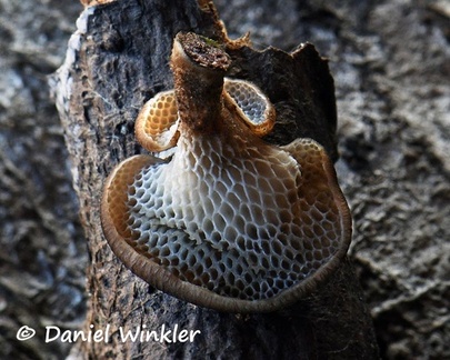 dark Favolus showing its pores