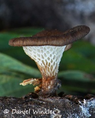A Favolus sp.
